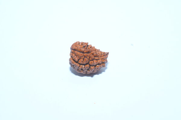 Ek mukhi Rudraksh