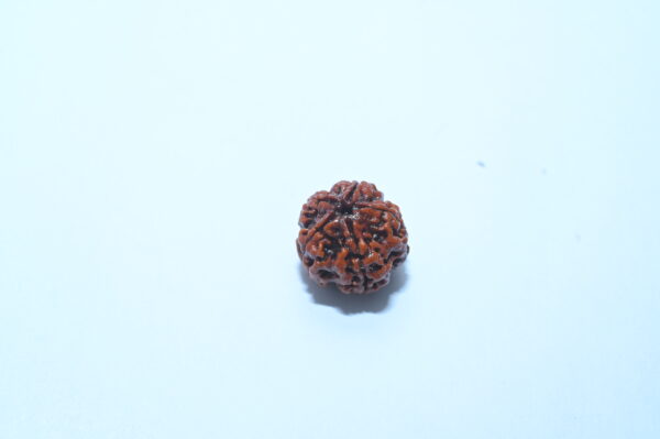 5 Mukhi Rudraksh