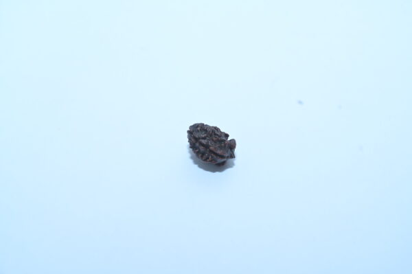 2 Mukhi Rudraksh