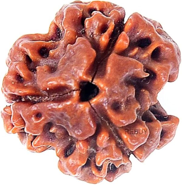 3 Mukhi Rudraksh