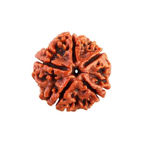 5 Mukhi Rudraksh