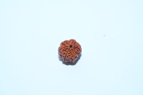 6 Mukhi Rudraksh